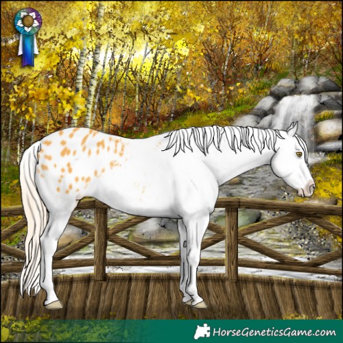 Horse Color:Palomino Appaloosa 