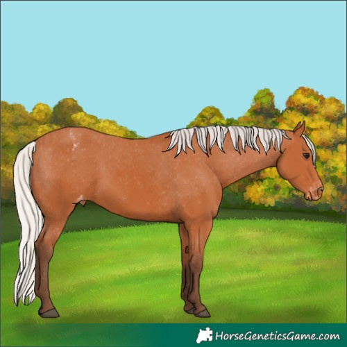 Horse Color:Silver Bay Appaloosa 