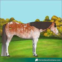 Horse Color:White Spotted Bay Splash Tobiano and White Spotted Bay Splash Tobiano Rabicano