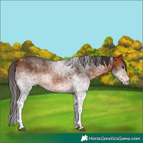 Horse Color:White Spotted Bay Rabicano 