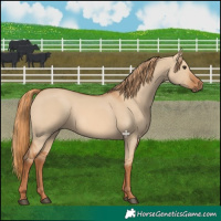 Horse Color:Red Dun Rabicano 