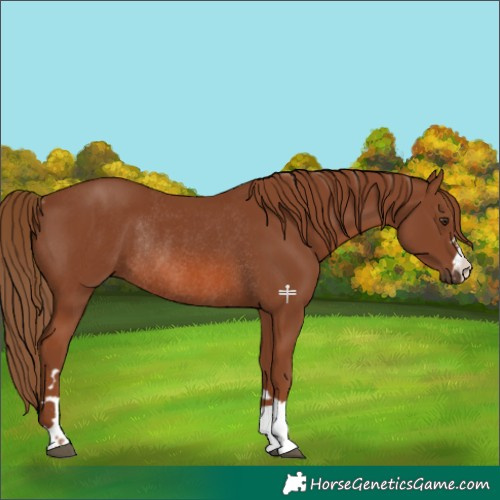 Horse Color:Chestnut Rabicano 