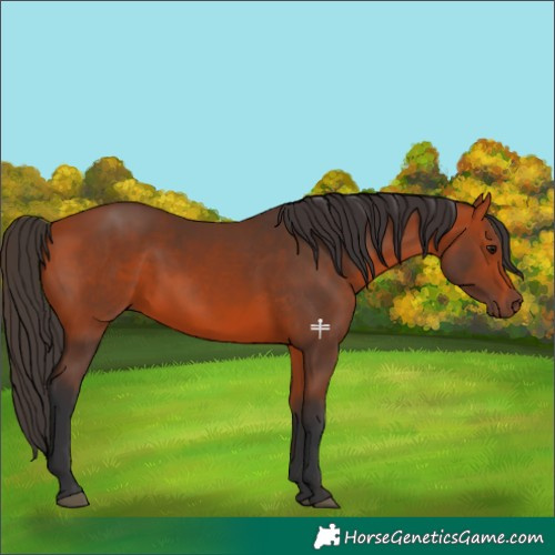 Horse Color:Bay Rabicano 