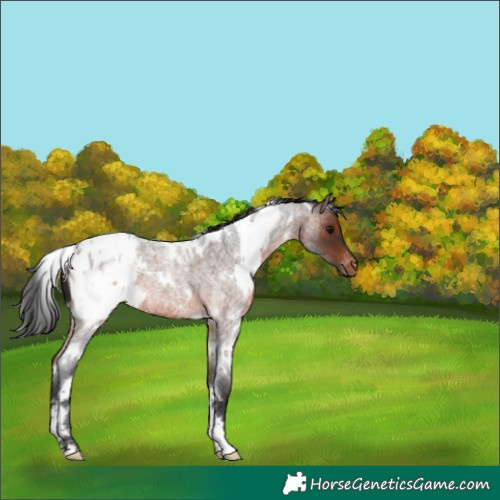 Horse Color:Unknown 