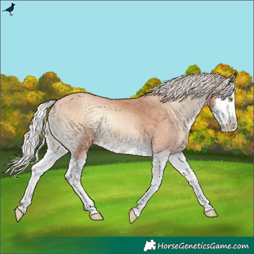 Horse Color:Silver Amber Champagne Onyx Splash 