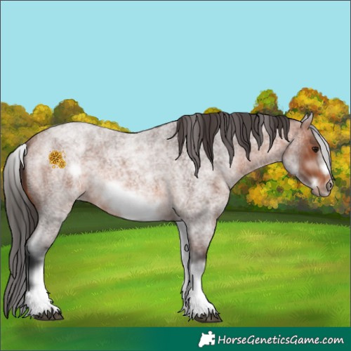 Horse Color:White Spotted Bay Roan Frame 