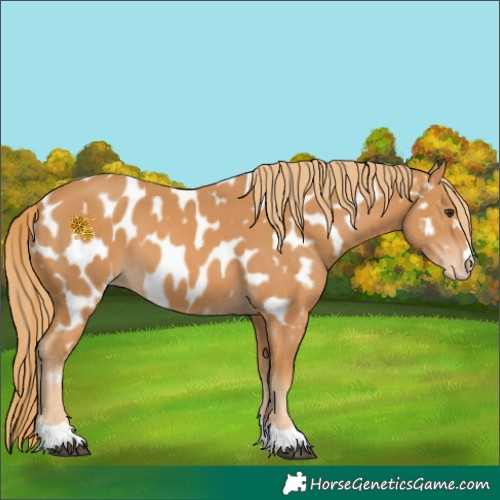 Horse Color:Chestnut Appaloosa 