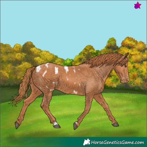 Horse Color:Chestnut Appaloosa 