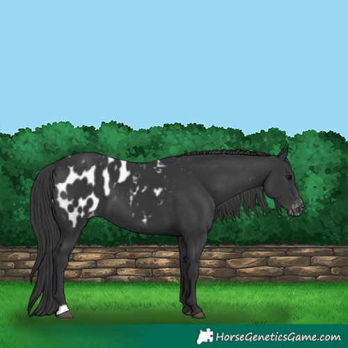 Horse Color:Black Blanket 