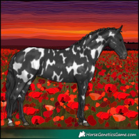 Horse Color:Black Appaloosa