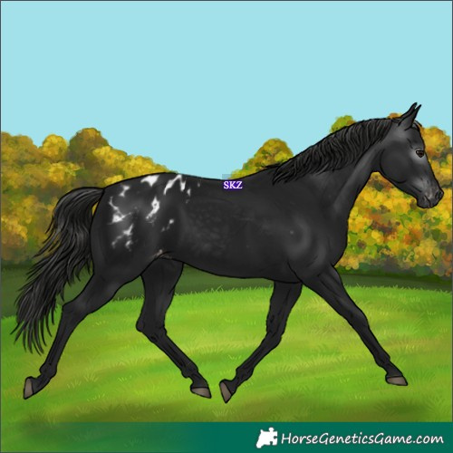 Horse Color:Gray Black Appaloosa