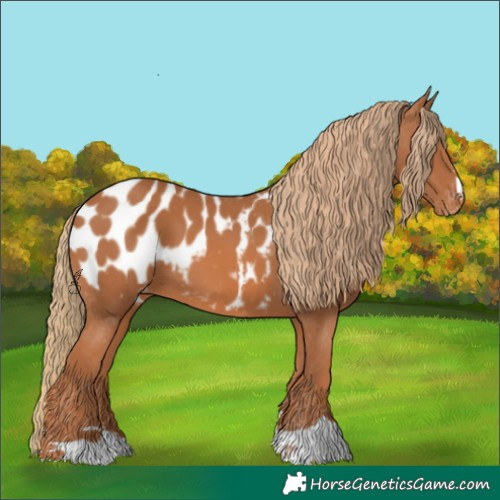 Horse Color:Chestnut Appaloosa 
