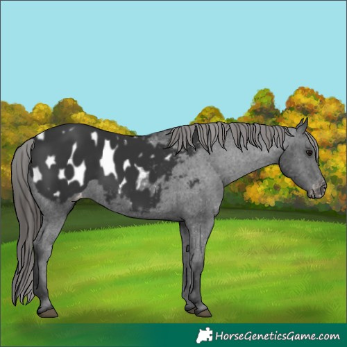 Horse Color:Black Appaloosa 