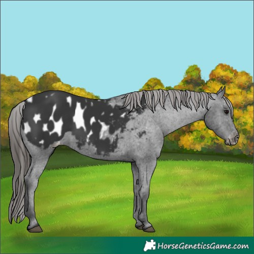 Horse Color:Black Appaloosa 