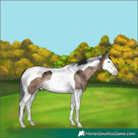 Horse Color:Brown Dun Splash Tobiano Appaloosa Brindle 