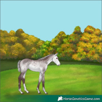 Horse Color:Chocolate Silver Buckskin Chinchilla Sabino