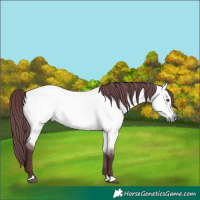 Horse Color:Chocolate Buckskin Chinchilla Dun Rabicano 