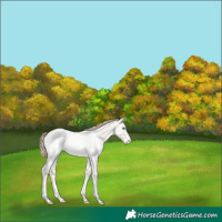 Horse Color:Perlino Dun Mushroom Sabino Appaloosa 