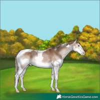 Horse Color:Liver Red Dun Splash Tobiano 