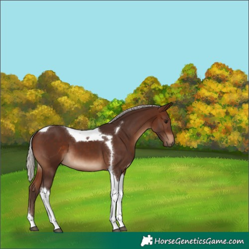 Horse Color:Silver Brown Tobiano 
