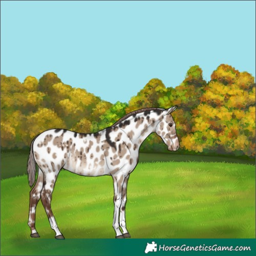 Horse Color:White Spotted Liver Red Dun Tobiano Leopard Brindle 