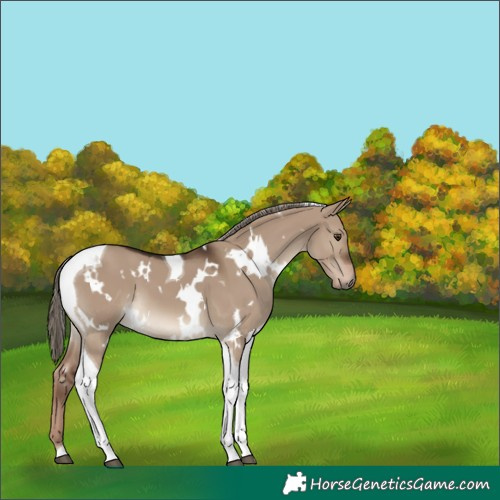 Horse Color:White Spotted Liver Red Dun Tobiano 