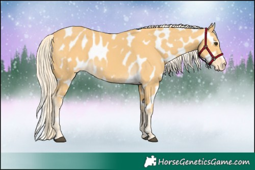Horse Color:Palomino Appaloosa 