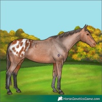 Horse Color:Bay Appaloosa 
