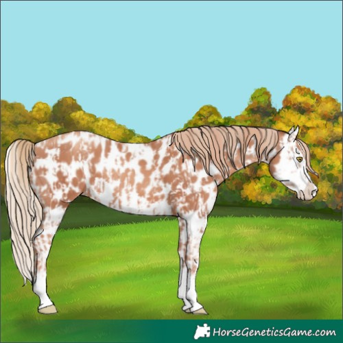 Horse Color:Gold Champagne Splash Appaloosa  and Gold Champagne Splash Appaloosa 