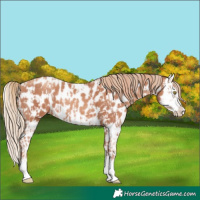 Horse Color:Gold Champagne Splash Near Leopard  and Gold Champagne Splash Near Leopard 