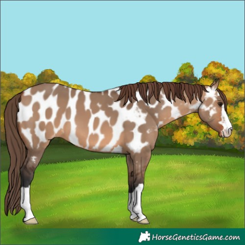 Horse Color:Bay Dun Near Leopard 