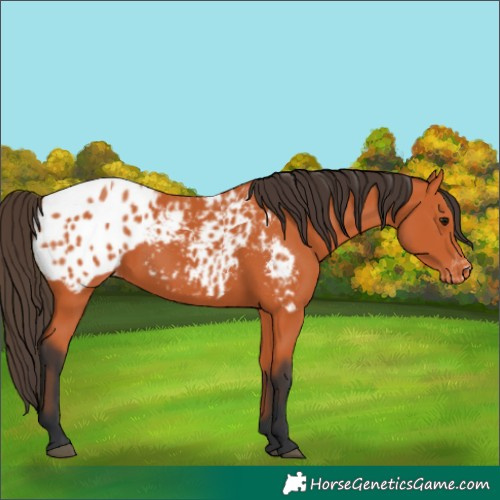 Horse Color:Bay Appaloosa 