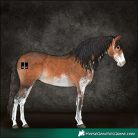 Horse Color:White Spotted Bay 