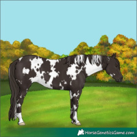 Horse Color:White Spotted Liver Chestnut 