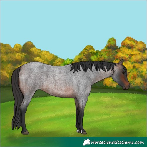 Horse Color:Brown Roan 