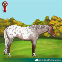Horse Color:Silver Bay Roan Appaloosa 