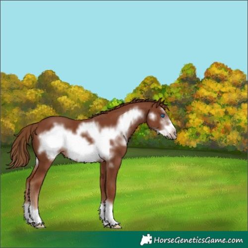 Horse Color:Chestnut Frame 