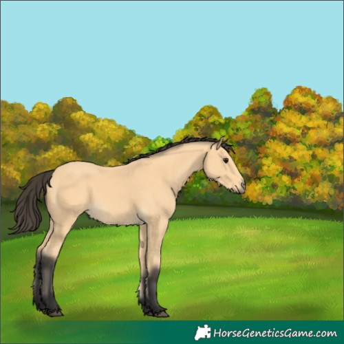 Horse Color:Buckskin 