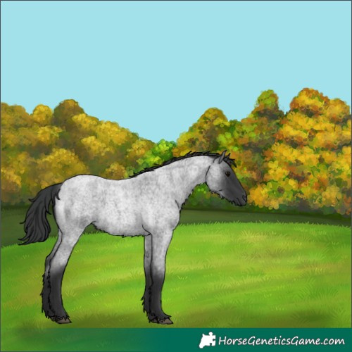 Horse Color:Blue Roan 