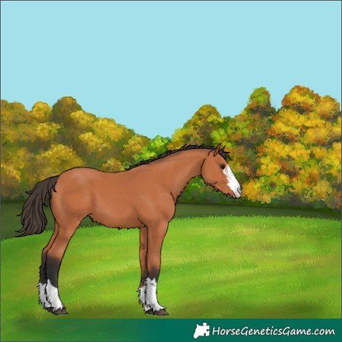 Horse Color:Bay 