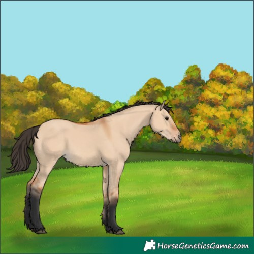 Horse Color:Bay Dun 