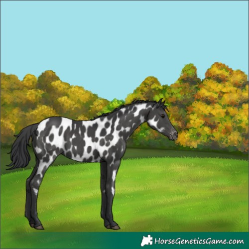 Horse Color:Black Appaloosa 