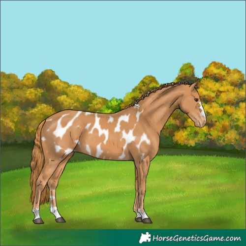 Horse Color:Chestnut Blanket 