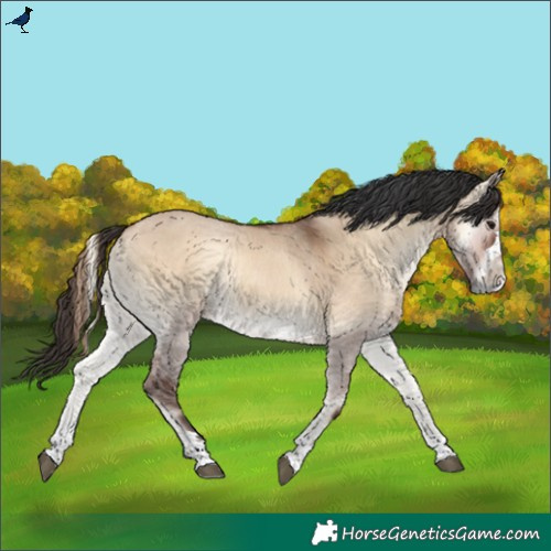 Horse Color:Bay Onyx 