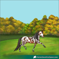 Horse Color:Bay Leopard 