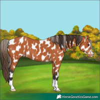 Horse Color:Bay Near Leopard 