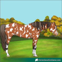 Horse Color:Bay Appaloosa