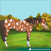 Horse Color:Bay Appaloosa