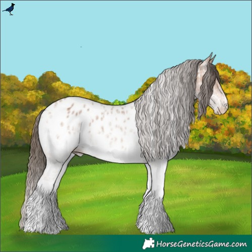 Horse Color:White Spotted Bay Ice Near Leopard 