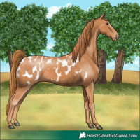 Horse Color:Chestnut Near Leopard